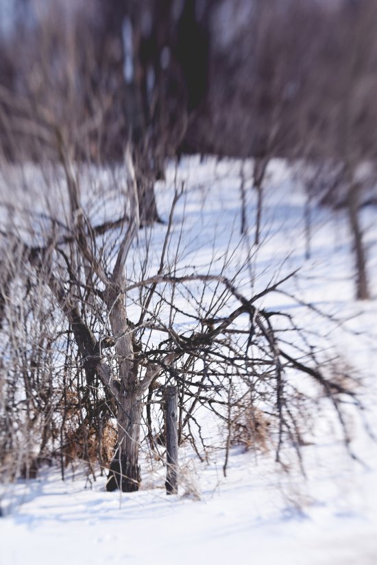 winter_trees (2)