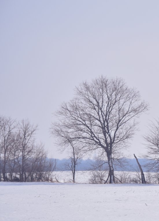 winter_trees (5)