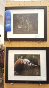 Cedar Falls, IA Photographer Award